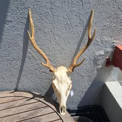 Crâne de cerf Sika ; Cervus nippon #10