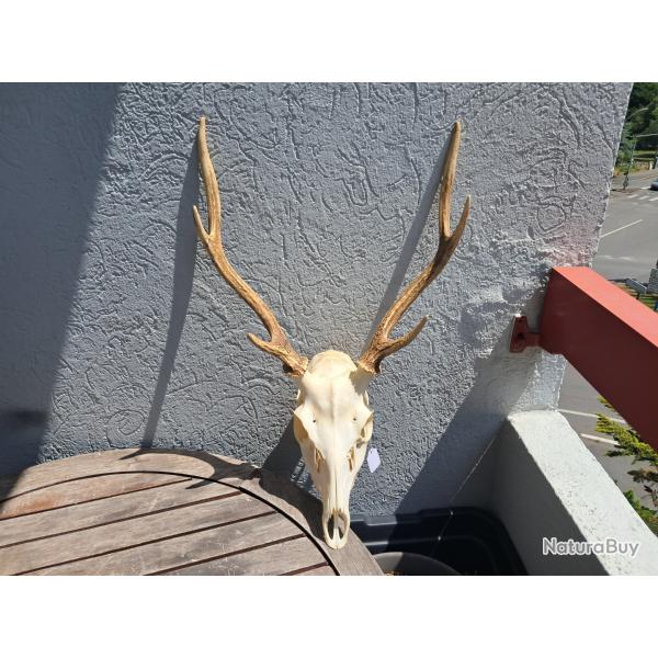 Crne de cerf Sika ; Cervus nippon #10