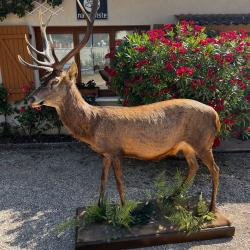 Cerf entier naturalisé