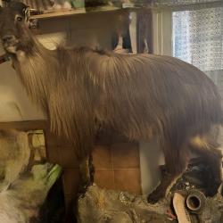 Tahr entier naturalisé