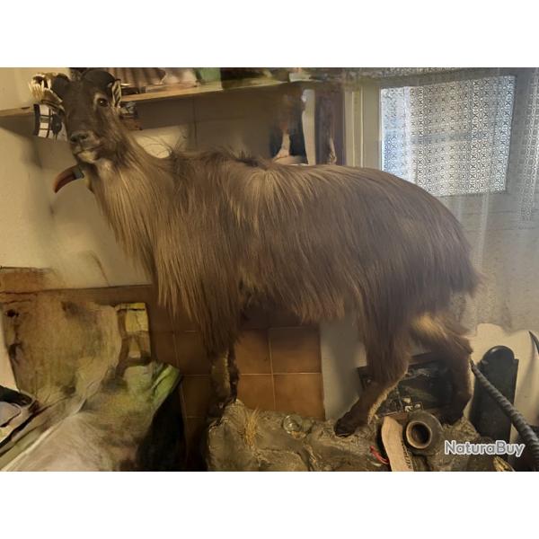 Tahr entier naturalis