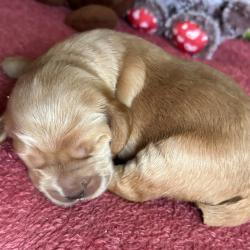 COCKER ANGLAIS CHIOT LOF