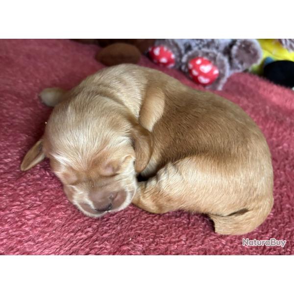 COCKER ANGLAIS CHIOT LOF
