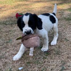 SPRINGER ANGLAIS chiots et sujets débourrés LOF