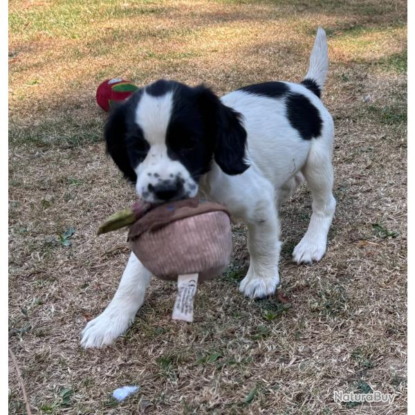 SPRINGER ANGLAIS chiots et sujets dbourrs LOF