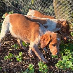 EPAGNEUL BRETON Chiots et sujets débourrés LOF