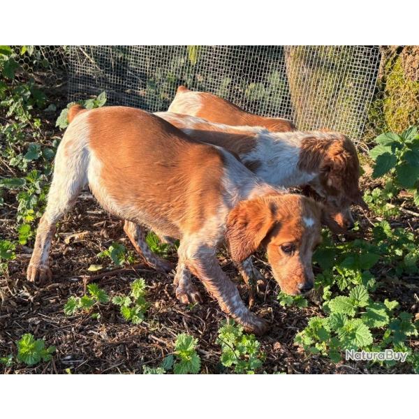 EPAGNEUL BRETON Chiots et sujets dbourrs LOF