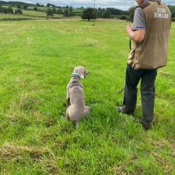 DRESSAGE CHASSE