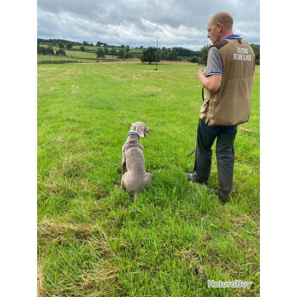 DRESSAGE CHASSE