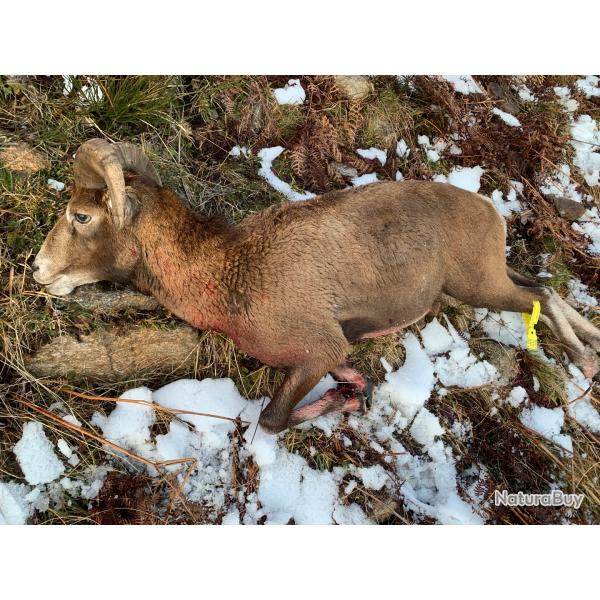 Chasse Mouflon approche Pyrnes Arigeoises