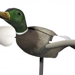 Wahoo ! Canard Colvert en vol ailes tournantes