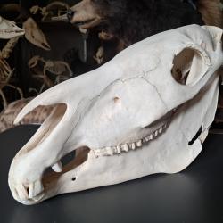 Crâne de cheval #0306