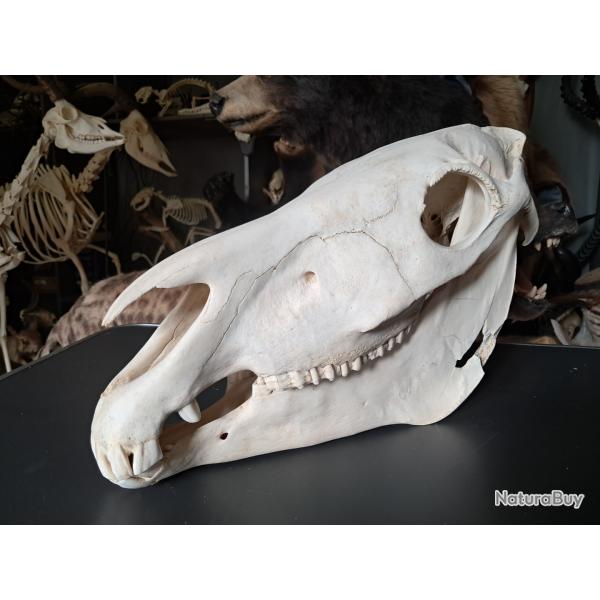 Crne de cheval #0306