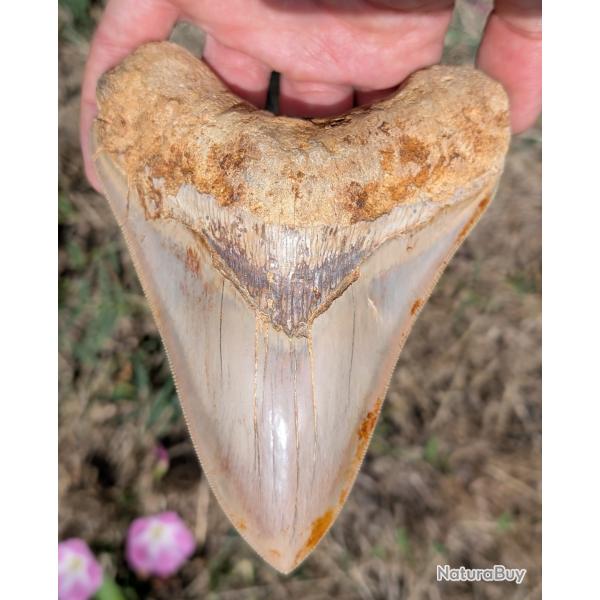 Dent de Megalodon - fossile 100% naturel - 13.9 cm