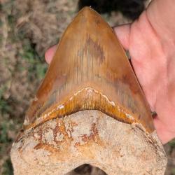 Dent de Megalodon - authentique fossile - 14 cm