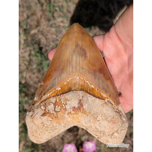 Dent de Megalodon - authentique fossile - 14 cm