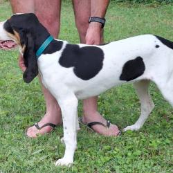 Chien Courant Suisse Bernois Femelle