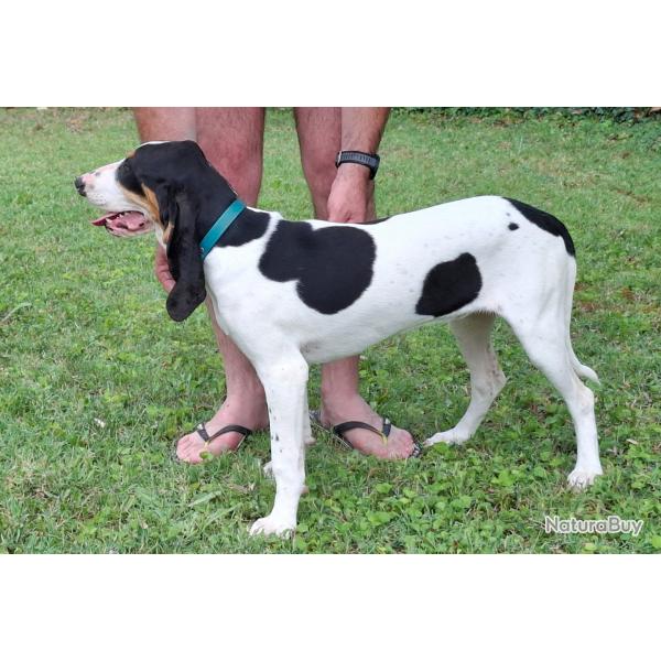 Chien Courant Suisse Bernois Femelle