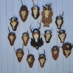 Collection de 15 trophées de chevreuils atypiques dont un 8 pointes Hongrois