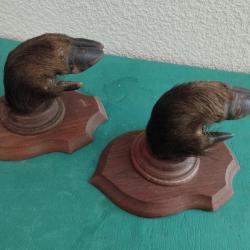 SUR ECUSSONS BOIS 2 PIEDS DE SANGLIER