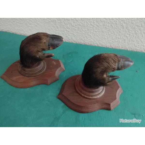 SUR ECUSSONS BOIS 2 PIEDS DE SANGLIER