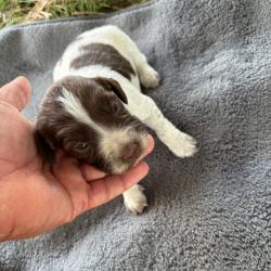 Chiot springer