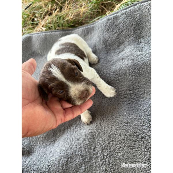 Chiot springer