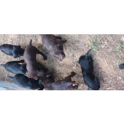 Chiots drathaars