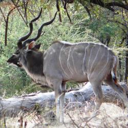 NAMIBIE - CHASSE AUX ORYX