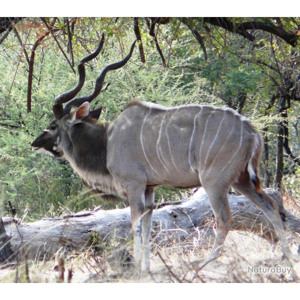 NAMIBIE - CHASSE AUX ORYX