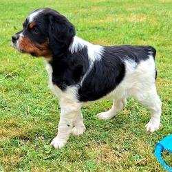 Chiots Epagneul breton lof grd origines chasse beauté