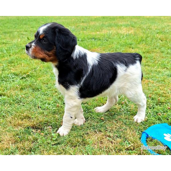 Chiots Epagneul breton lof grd origines chasse beaut