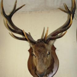 Tete de cerf 12 cors empaillé taxidermie H110 P60 L90