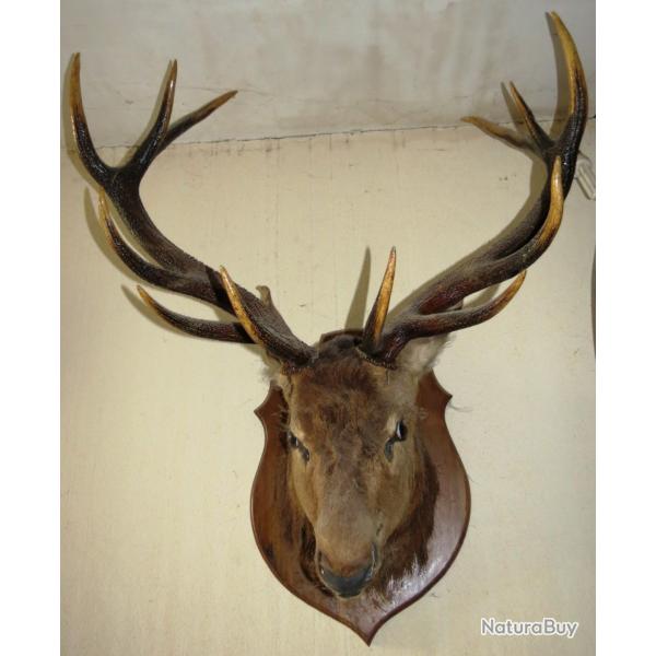 Tete de cerf 12 cors empaill taxidermie H110 P60 L90