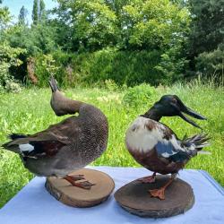 Lot Canard chipeau et souchet naturalisés
