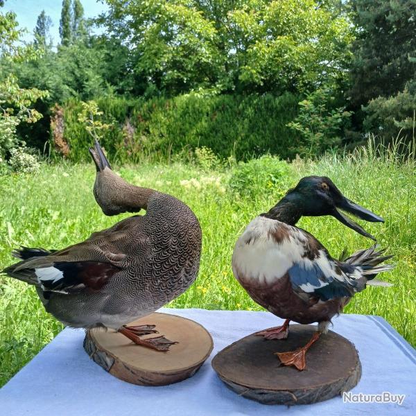 Lot Canard chipeau et souchet naturaliss