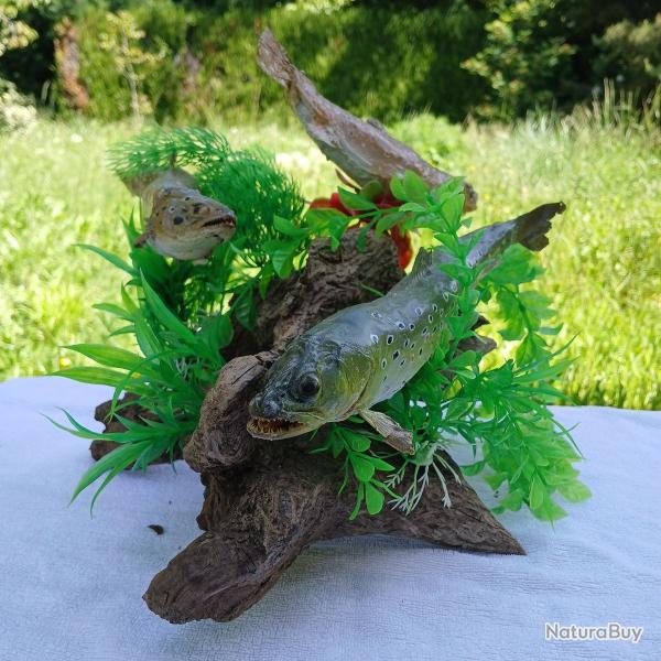Poissons Truites fario naturalises