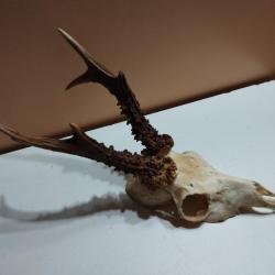 BEAU TROPHEE DE CHEVREUIL BROCARD 6 CORS BOIS PERLES 18CM TAXIDERMIE CHASSE