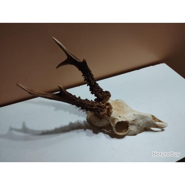 BEAU TROPHEE DE CHEVREUIL BROCARD 6 CORS BOIS PERLES 18CM TAXIDERMIE CHASSE