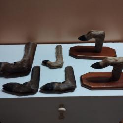 LOT PIEDS CHEVREUIL BICHE CERF