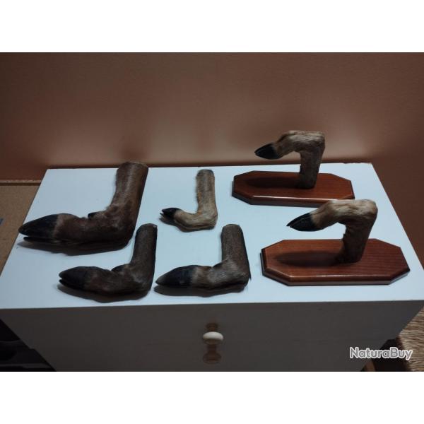 LOT PIEDS CHEVREUIL BICHE CERF
