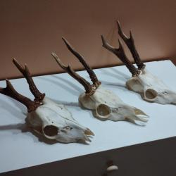 3 TROPHEES CHEVREUILS BROCARDS TAXIDERMIE CHASSE