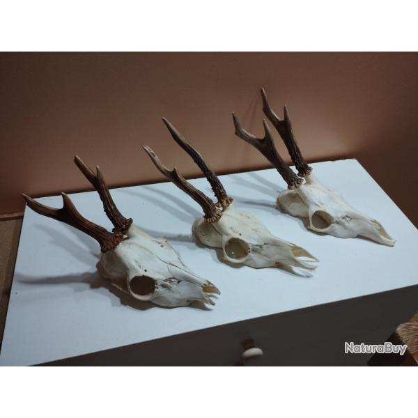 3 TROPHEES CHEVREUILS BROCARDS TAXIDERMIE CHASSE