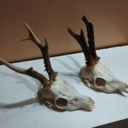 2 TROPHEES CHEVREUILS BROCARDS TAXIDERMIE CHASSE
