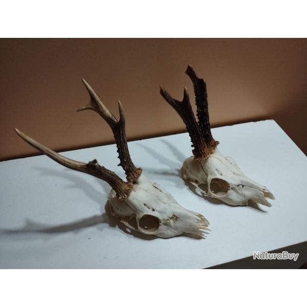 2 TROPHEES CHEVREUILS BROCARDS TAXIDERMIE CHASSE