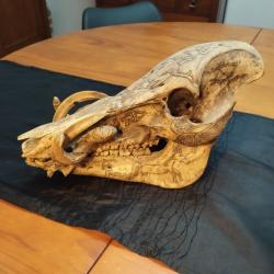 Crâne de cochon barbu Dayak