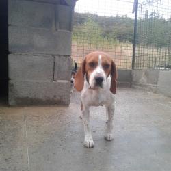 chiens grand gibier