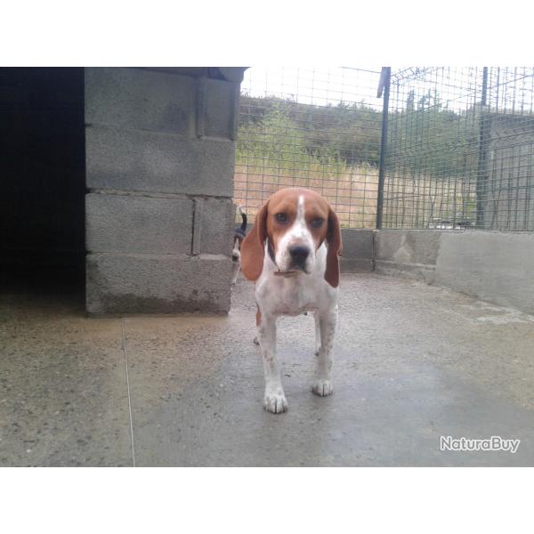 chiens grand gibier