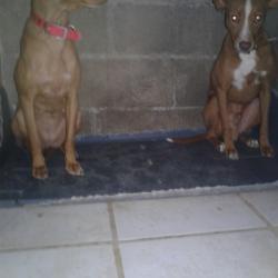 PODENCO