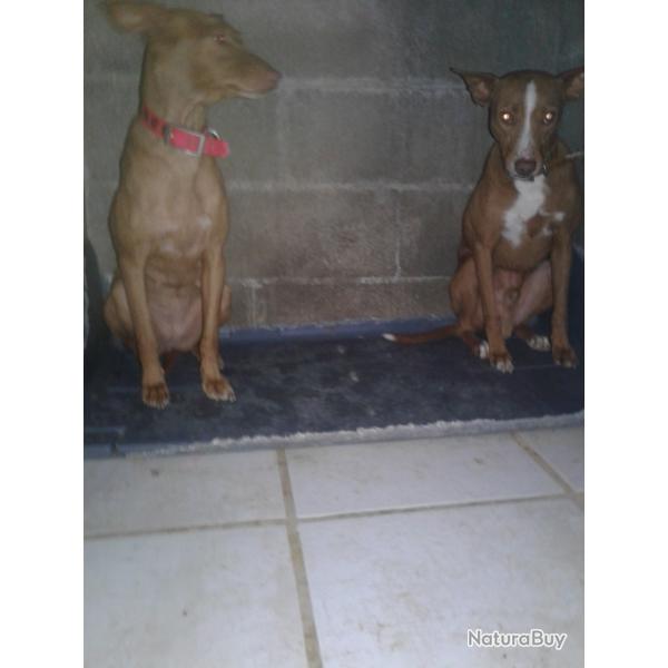 PODENCO